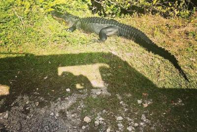 Miami y Parque Nacional Los Everglades, Aventura e Historia en un solo paquete. Miami y Parque Nacional Los Everglades, Aventura e Historia en un solo paquete.