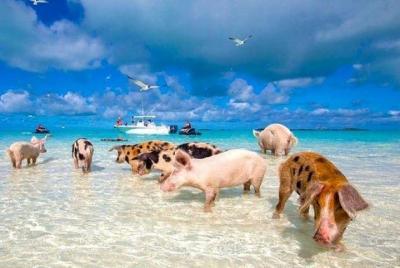 Split Cruise a Grand Bahamas con traslados Split Cruise a Grand Bahamas con traslados