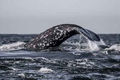 Excursión de avistamiento de ballenas en invierno de 3 horas en la Bahía de Monterrey, California Excursión de avistamiento de ballenas en invierno de 3 horas en la Bahía de Monterrey, California