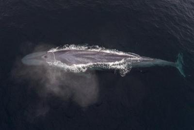 Excursión de medio día con avistamiento de ballenas y salida desde Monterrey Excursión de medio día con avistamiento de ballenas y salida desde Monterrey