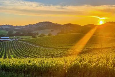 Tour privado de Wine Country con fotógrafo profesional