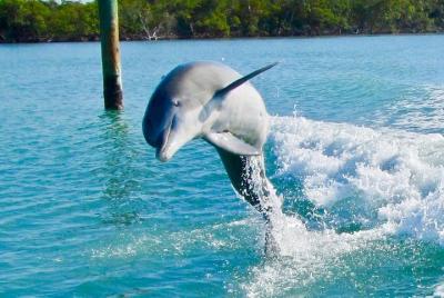 Paseo en barco privado por Marco Island - Delfines, bombardeos, casa domo - hasta 6 personas Paseo en barco privado por Marco Island - Delfines, bombardeos, casa domo - hasta 6 personas