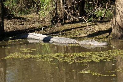 Honey Island Swamp Tour privado con transporte desde Nueva Orleans
