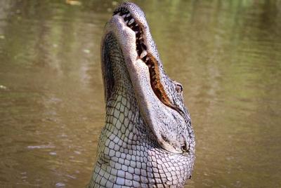 Paseo privado en hidrodeslizador de 4 horas con transporte desde Nueva Orleans