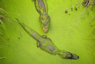 Tour por el pantano para grupos pequeños de Nueva Orleans