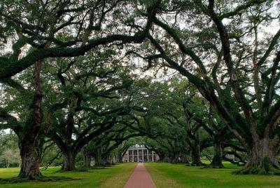 Tour de Oak Alley o Laura Plantation desde Nueva Orleans
