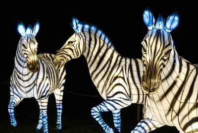 Luces navideñas del zoológico del Bronx