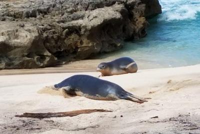 Aprenda los tours de foca monje de Hawái en Oahu Aprenda los tours de foca monje de Hawái en Oahu