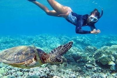 Recorrido por Oahu Grand Circle con esnórquel con las tortugas Recorrido por Oahu Grand Circle con esnórquel con las tortugas