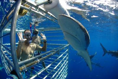 Inmersión entre tiburones en el interior de una jaula en Oahu Inmersión entre tiburones en el interior de una jaula en Oahu