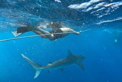 Nadar con tiburones (sin jaula) Nadar con tiburones (sin jaula)