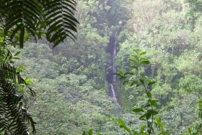 Sendero de la cascada de la selva tropical y servicio de traslado Sendero de la cascada de la selva tropical y servicio de traslado