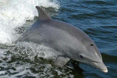 Recorrido ecológico en bote por Orange Beach Dolphin Recorrido ecológico en bote por Orange Beach Dolphin