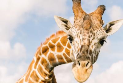 Everglades de Florida central y Safari Park Tour Everglades de Florida central y Safari Park Tour