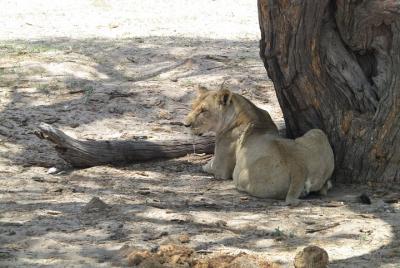 Experiencia africana repleta de mermeladas: Cataratas Victoria, Livingstone y Chobe Park