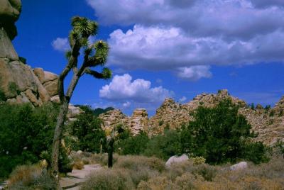 Tour al Parque Nacional Joshua Tree con guía virtual GPS