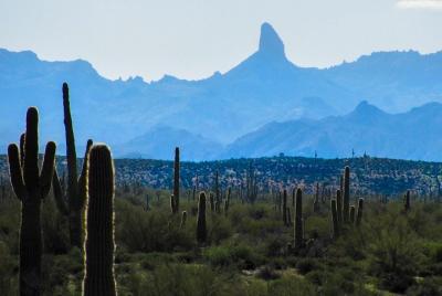 Paseos por el desierto Paseos por el desierto