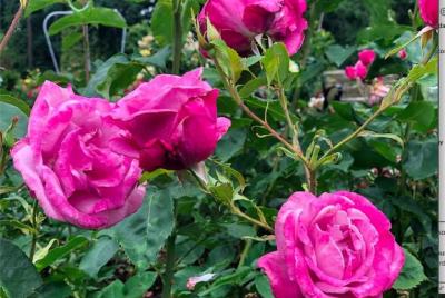 Tour privado por la ciudad de Portland Morning Bridge City Tour privado por la ciudad de Portland Morning Bridge City