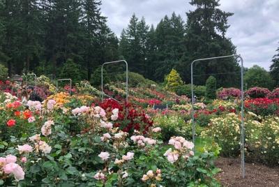 Tour privado por la ciudad de Portland por la tarde Bridge City Tour privado por la ciudad de Portland por la tarde Bridge City
