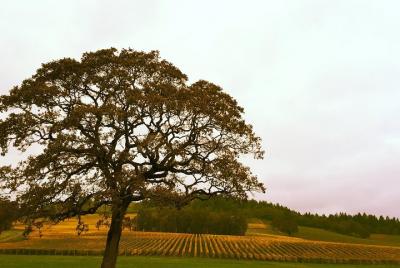 Grupo pequeño: Willamette Valley Wine Tour From Portland Grupo pequeño: Willamette Valley Wine Tour From Portland