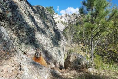 Excursión privada a Mt Rushmore y Southern Black Hills Excursión privada a Mt Rushmore y Southern Black Hills