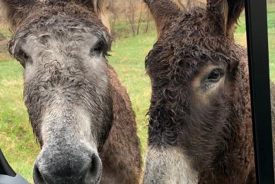 Excursión de senderismo y safari privado en jeep Excursión de senderismo y safari privado en jeep