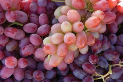  6 horas de vino privado Sonoma Tours Mercedes-Benz Sprinter Pasajeros Van