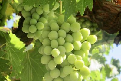 Tour de vino de 8 horas por el valle de Napa