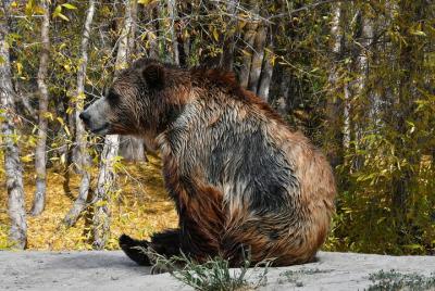 Tour de verano de 5 días por las aguas termales del Parque Nacional Yellowstone Tour de verano de 5 días por las aguas termales del Parque Nacional Yellowstone