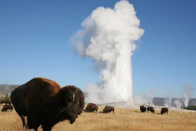 Tour de verano de 4 días por las aguas termales del Parque Nacional Yellowstone Tour de verano de 4 días por las aguas termales del Parque Nacional Yellowstone