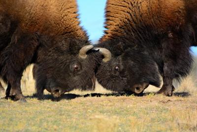 Tour de verano de 5 días al Parque Nacional Yellowstone y Grand Teton Park Hot Springs Tour de verano de 5 días al Parque Nacional Yellowstone y Grand Teton Park Hot Springs