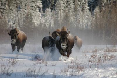 Tour de invierno de 5 días a Yellowstone y Grand Teton - Tour privado para grupos pequeños Tour de invierno de 5 días a Yellowstone y Grand Teton - Tour privado para grupos pequeños