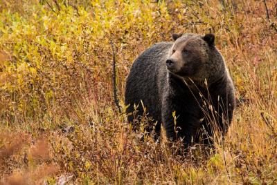 Tour de 6 días por el parque nacional American West Yellowstone y Grand Teton Spirit Tour de 6 días por el parque nacional American West Yellowstone y Grand Teton Spirit