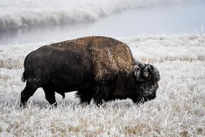 Explorador privado de 9 días de invierno en Yellowstone, Grand Teton y Mighty 5 National Park Explorador privado de 9 días de invierno en Yellowstone, Grand Teton y Mighty 5 National Park