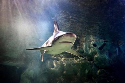 Entrada a SEA LIFE San Antonio
