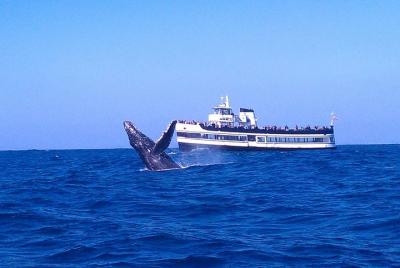 El crucero de avistamiento de ballenas es guiado por expertos de Birch Aquarium. El crucero de avistamiento de ballenas es guiado por expertos de Birch Aquarium.