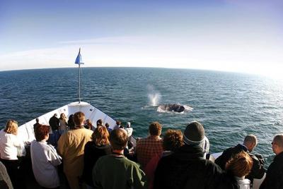 Crucero-expedición de avistamiento de ballenas en invierno en San Diego Crucero-expedición de avistamiento de ballenas en invierno en San Diego