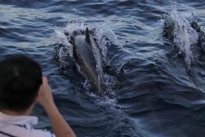 Crucero al atardecer para avistamiento de delfines y ballenas Crucero al atardecer para avistamiento de delfines y ballenas