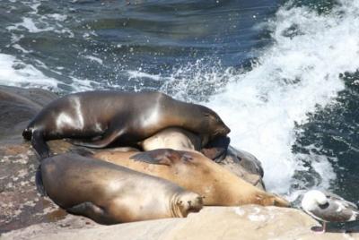 Fascinante excursión para grupos pequeños por La Jolla. Fascinante excursión para grupos pequeños por La Jolla.