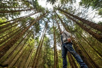 Big Bus San Francisco Muir Woods y la isla de Alcatraz Combo