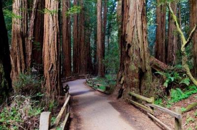 Excursión por la costa: Redwoods costeras y Tour de Hop-On Hop-Off de San Francisco
