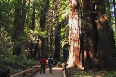 Excursión por la mañana a Muir Woods y Sausalito