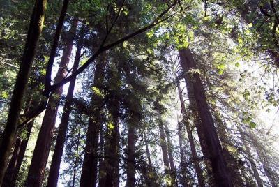 Paquete de vida silvestre de la naturaleza a Redwoods de California con visita al acuario y al zoológico