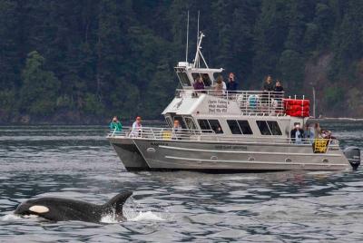 Observación de ballenas en la Isla de Orcas