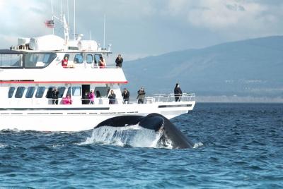 Avistamiento de ballenas desde Friday Harbor