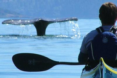 Tour de 3 horas en kayak de mar en las islas de San Juan