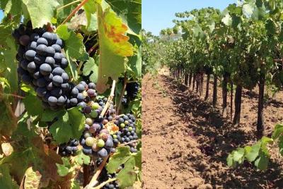 Tour privado de cata de vinos de Santa Ynez, Solvang o Buellton!