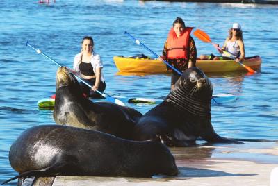 Kayak o paddleboard de 2 horas con leones marinos en Marina del Rey