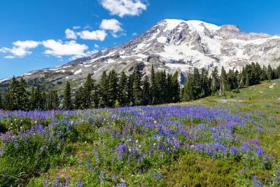 Escapada privada de un día al Parque Nacional Monte Rainier desde Seattle