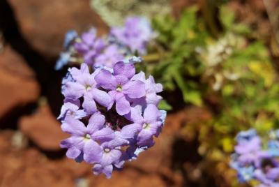 Tour privado de fotografía de Sedona de 3 horas